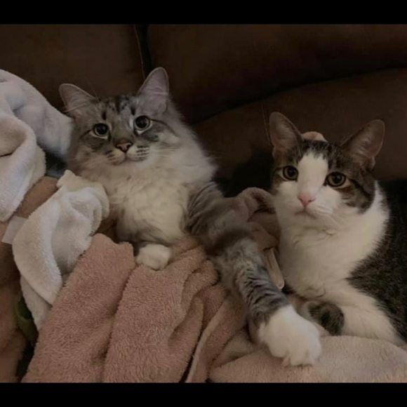 Meet your Posher, Sara - Picture 4 of 4